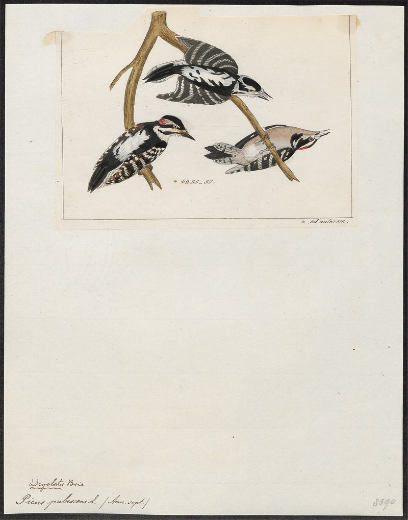 downy woodpecker (Dryobates pubescens); DISPLAY FULL IMAGE.