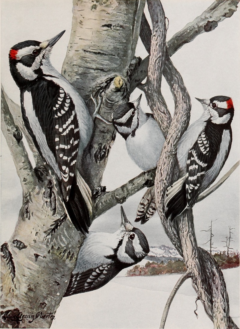 hairy woodpecker (Leuconotopicus villosus), downy woodpecker (Dryobates pubescens); DISPLAY FULL IMAGE.