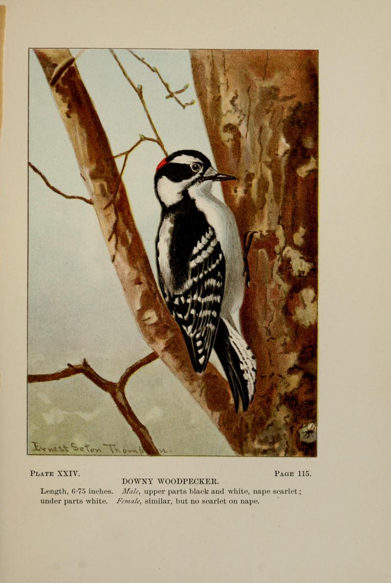 downy woodpecker (Dryobates pubescens); DISPLAY FULL IMAGE.