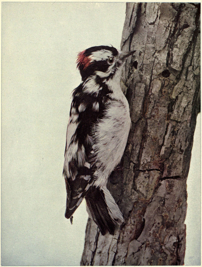 downy woodpecker (Dryobates pubescens); DISPLAY FULL IMAGE.