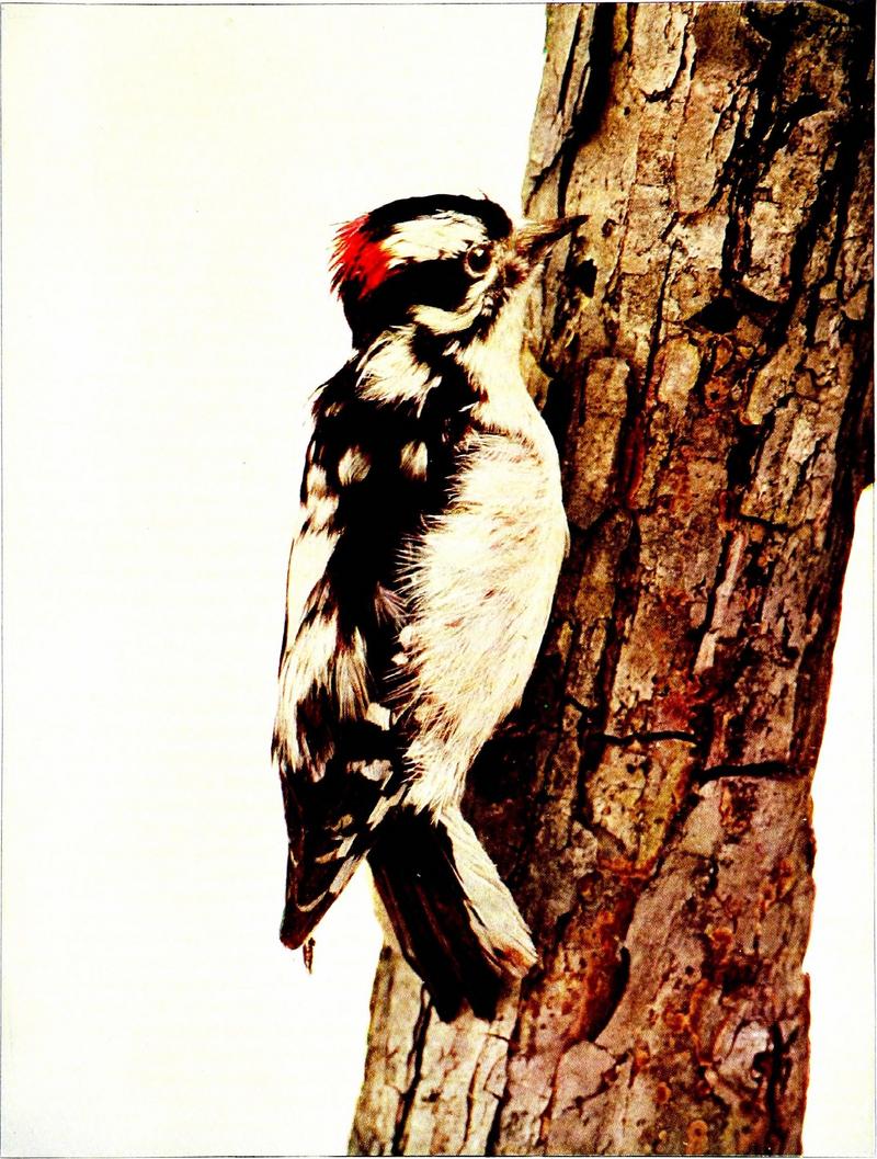 downy woodpecker (Dryobates pubescens); DISPLAY FULL IMAGE.