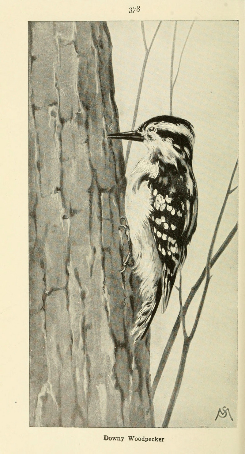 downy woodpecker (Dryobates pubescens); DISPLAY FULL IMAGE.