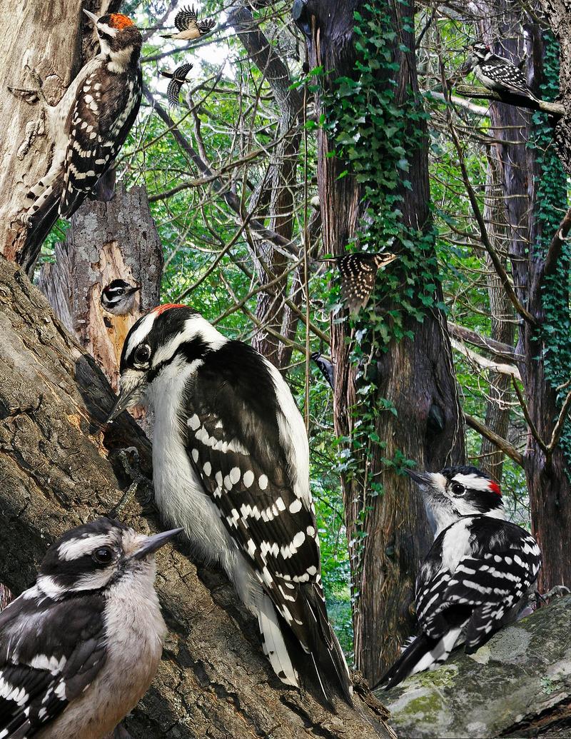 downy woodpecker (Dryobates pubescens); DISPLAY FULL IMAGE.