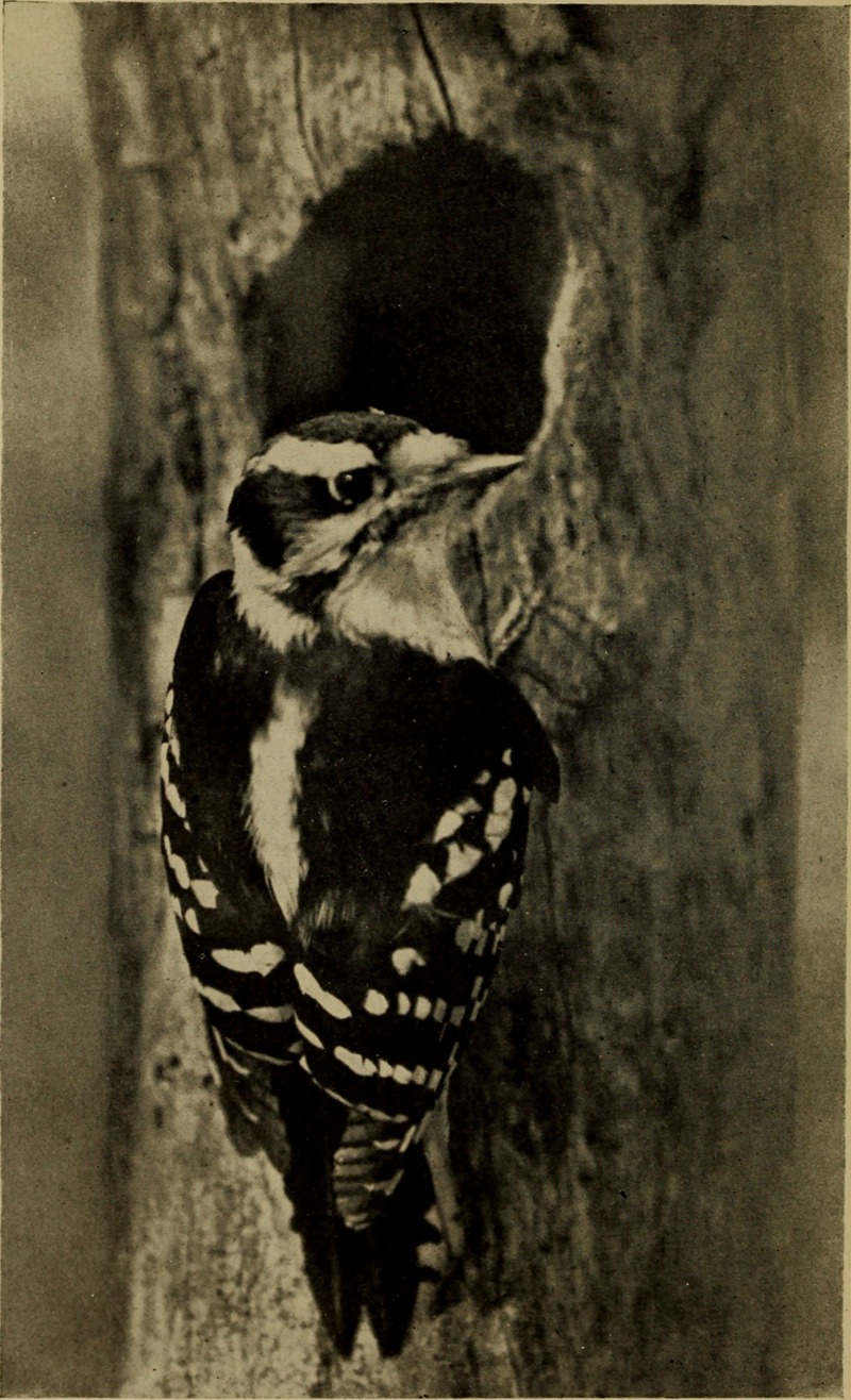 downy woodpecker (Dryobates pubescens); DISPLAY FULL IMAGE.