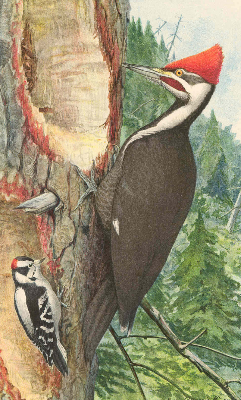 pileated woodpecker (Dryocopus pileatus), downy woodpecker (Dryobates pubescens); DISPLAY FULL IMAGE.