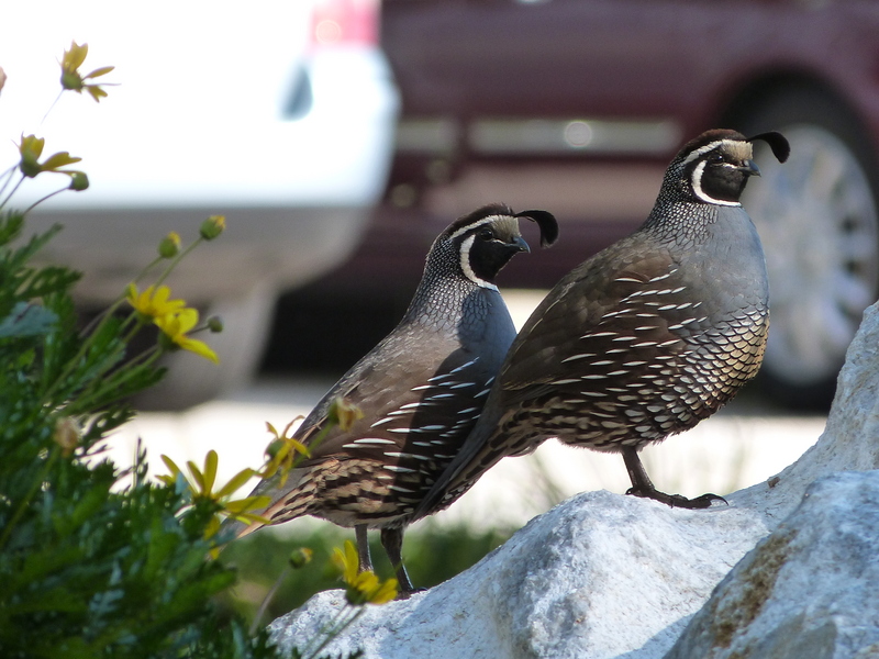 California valley quail (Callipepla californica); DISPLAY FULL IMAGE.