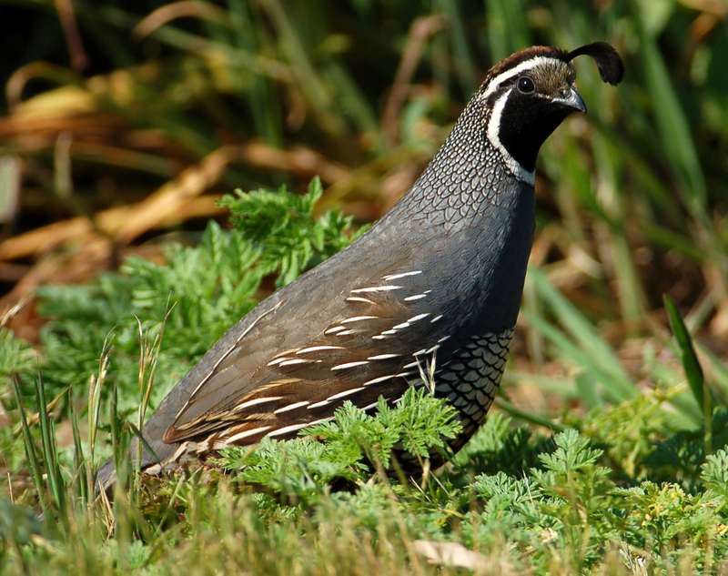 California valley quail (Callipepla californica); DISPLAY FULL IMAGE.