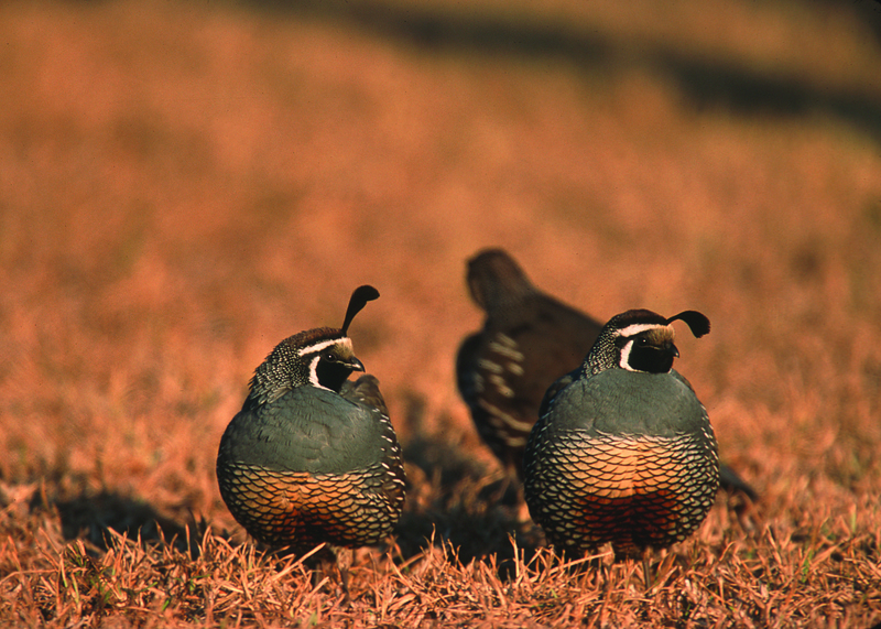 California valley quail (Callipepla californica); DISPLAY FULL IMAGE.