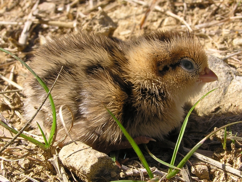 California valley quail (Callipepla californica); DISPLAY FULL IMAGE.