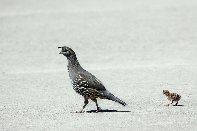 California valley quail (Callipepla californica); DISPLAY FULL IMAGE.