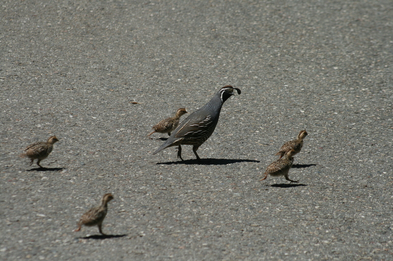 California valley quail (Callipepla californica); DISPLAY FULL IMAGE.