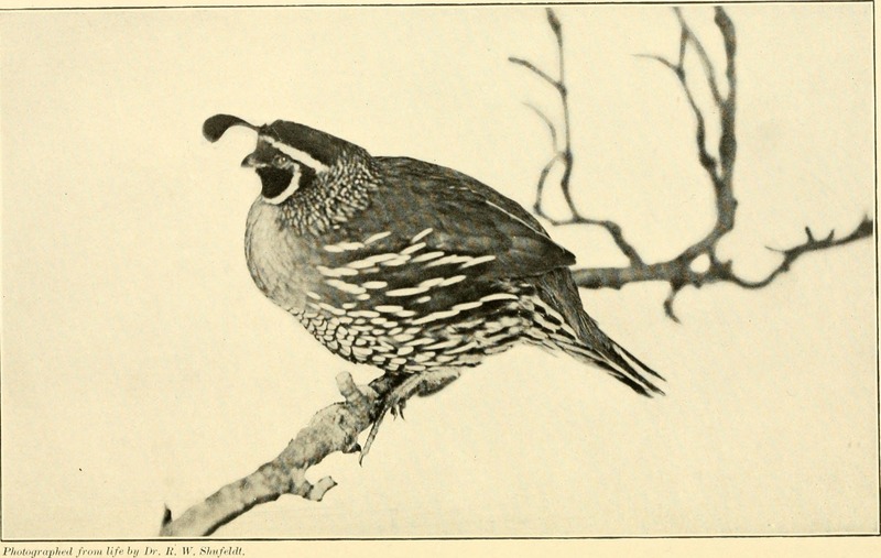 California valley quail (Callipepla californica); DISPLAY FULL IMAGE.