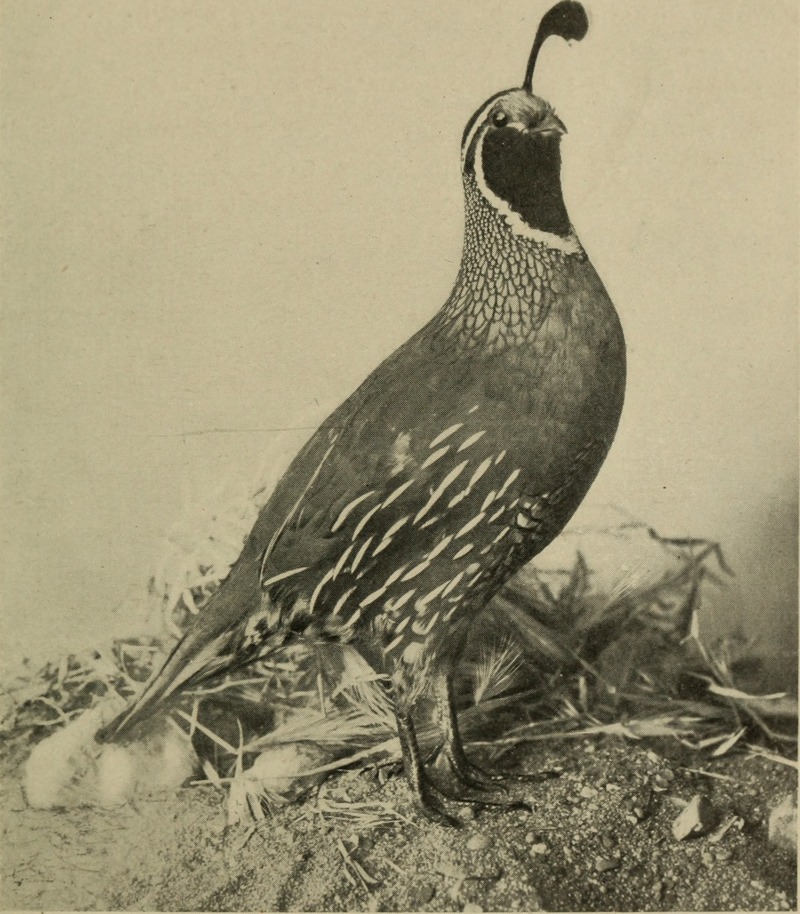California valley quail (Callipepla californica); DISPLAY FULL IMAGE.