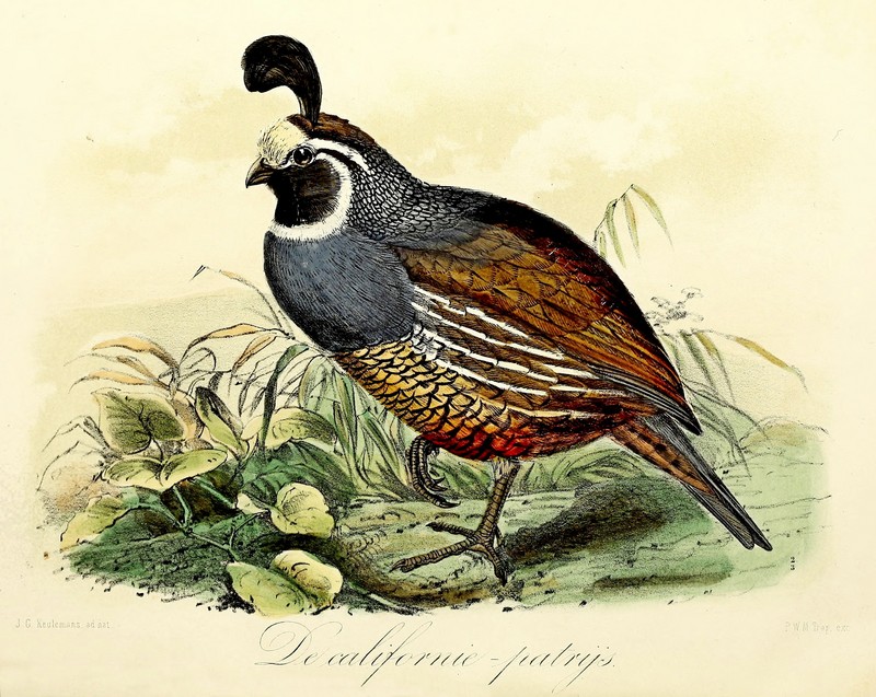 California valley quail (Callipepla californica); DISPLAY FULL IMAGE.