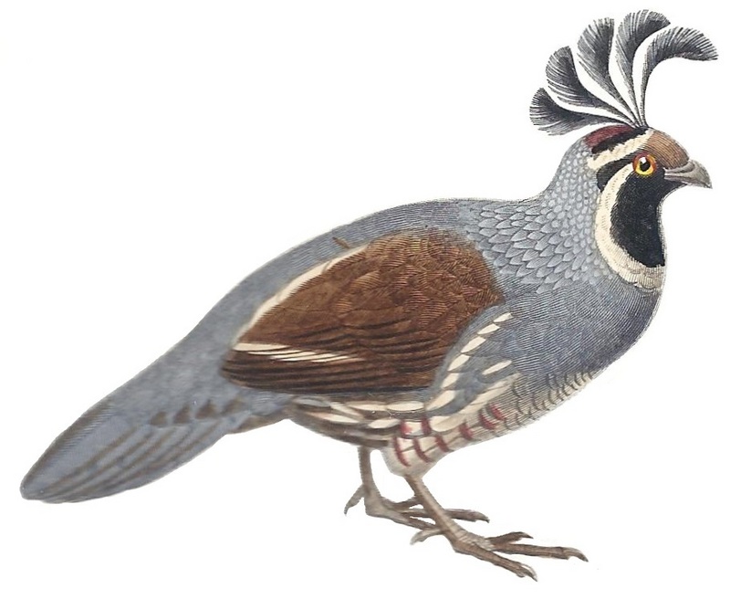 California valley quail (Callipepla californica); DISPLAY FULL IMAGE.