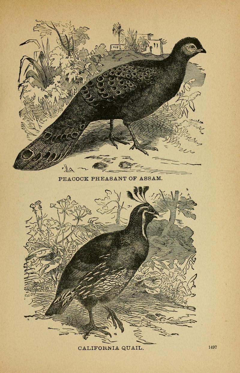 California valley quail (Callipepla californica); DISPLAY FULL IMAGE.