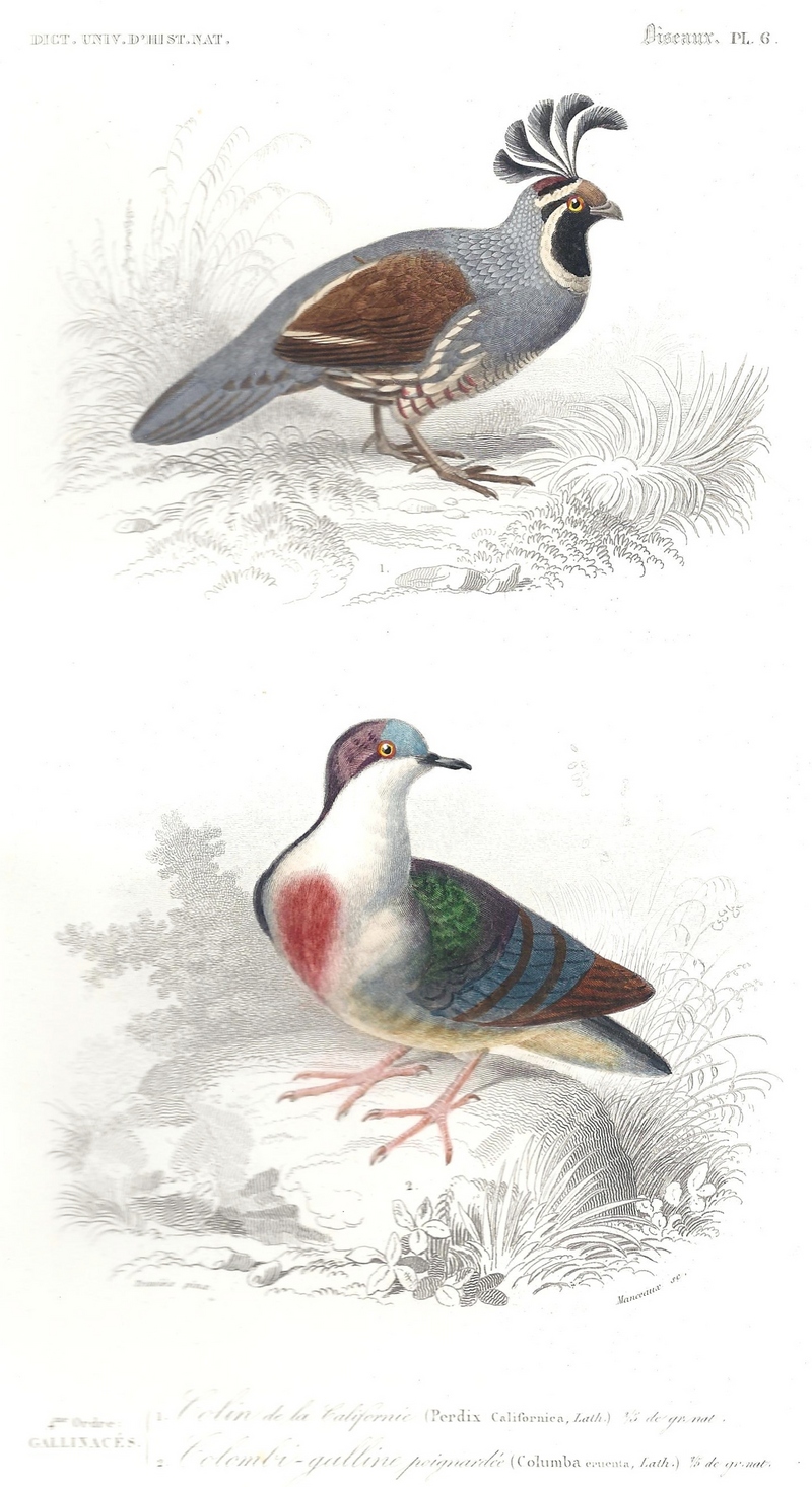 California valley quail (Callipepla californica), Luzon bleeding-heart (Gallicolumba luzonica); DISPLAY FULL IMAGE.