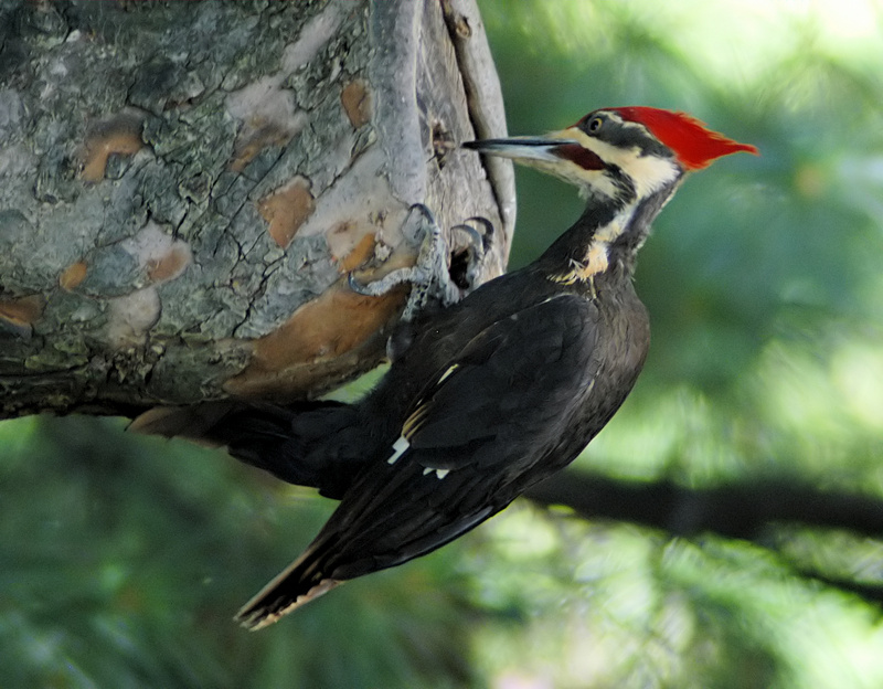 pileated woodpecker (Hylatomus pileatus); DISPLAY FULL IMAGE.