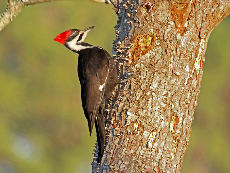 pileated woodpecker (Dryocopus pileatus); DISPLAY FULL IMAGE.