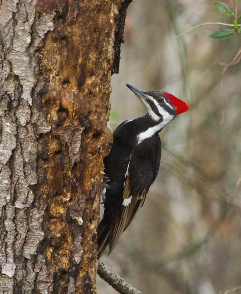 pileated woodpecker (Dryocopus pileatus); DISPLAY FULL IMAGE.