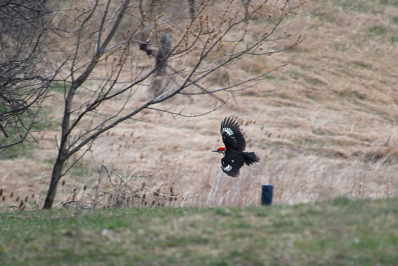 pileated woodpecker (Dryocopus pileatus); DISPLAY FULL IMAGE.