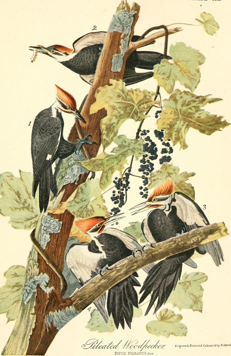 pileated woodpecker (Dryocopus pileatus); DISPLAY FULL IMAGE.