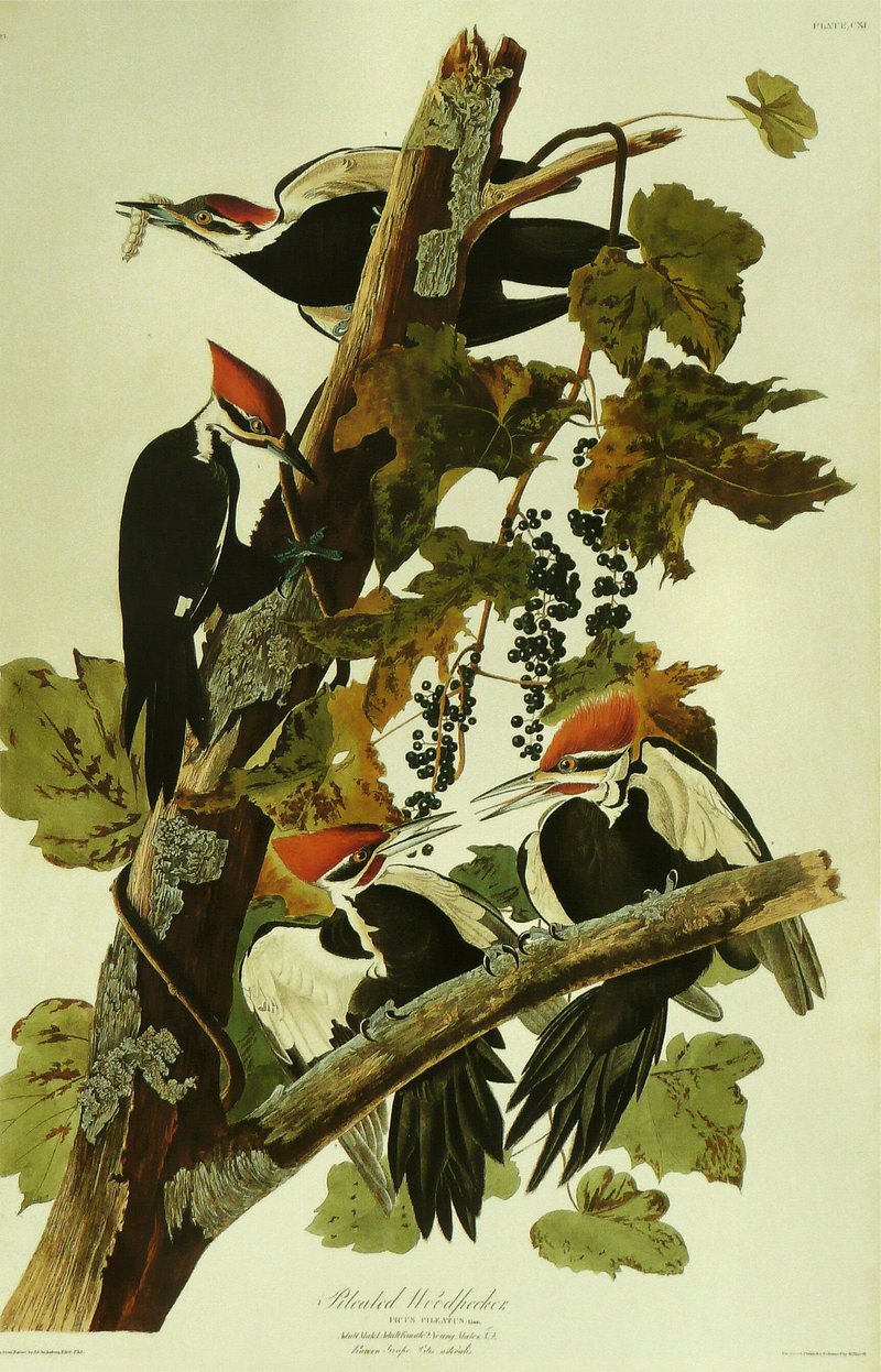 pileated woodpecker (Dryocopus pileatus); DISPLAY FULL IMAGE.