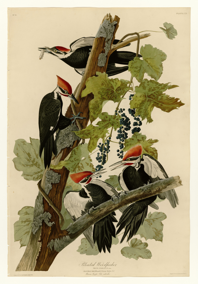 pileated woodpecker (Dryocopus pileatus); DISPLAY FULL IMAGE.