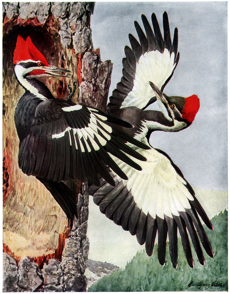 pileated woodpecker (Dryocopus pileatus); DISPLAY FULL IMAGE.
