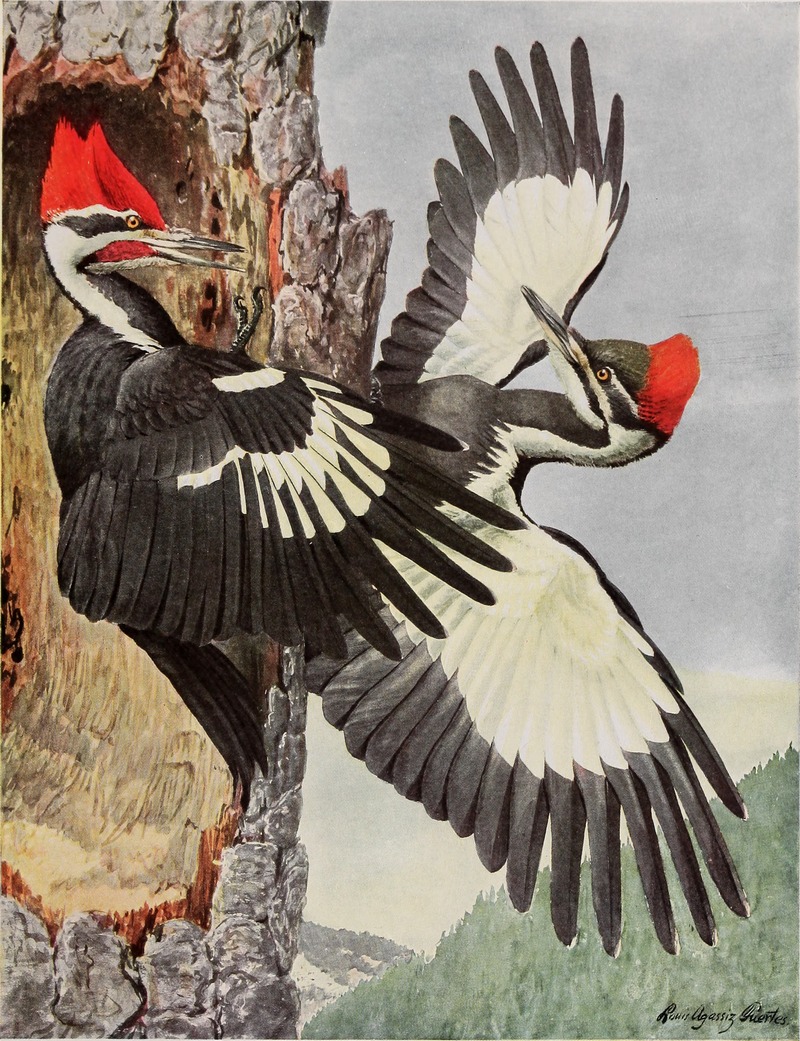 pileated woodpecker (Dryocopus pileatus); DISPLAY FULL IMAGE.