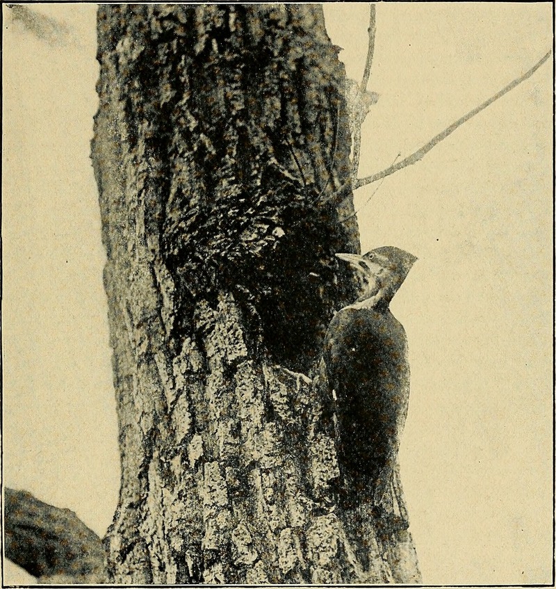 pileated woodpecker (Dryocopus pileatus); DISPLAY FULL IMAGE.