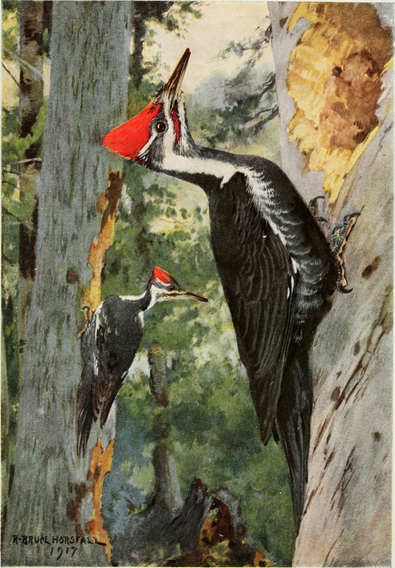 pileated woodpecker (Dryocopus pileatus); DISPLAY FULL IMAGE.