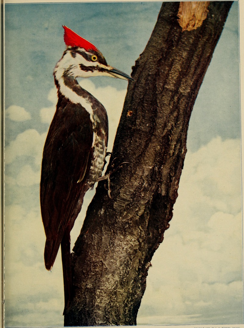 pileated woodpecker (Dryocopus pileatus); DISPLAY FULL IMAGE.