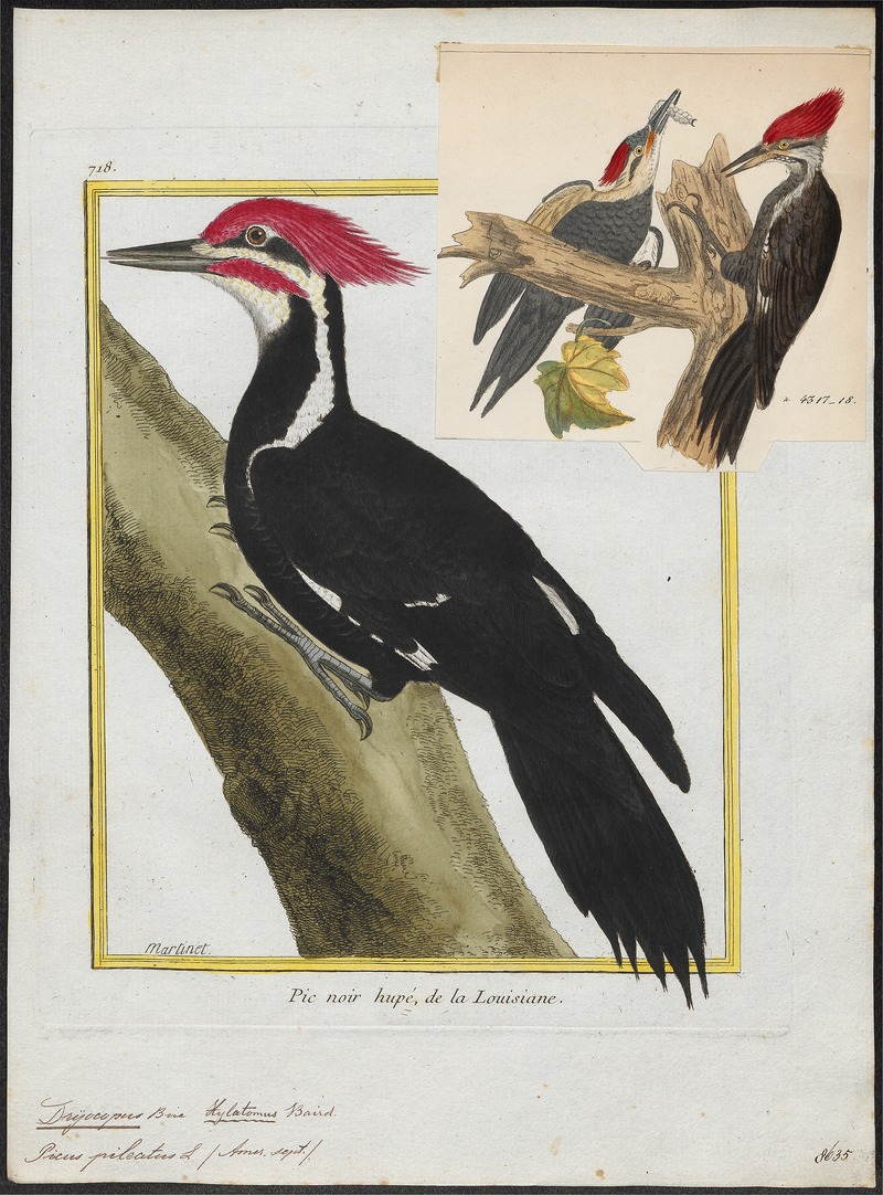 pileated woodpecker (Dryocopus pileatus); DISPLAY FULL IMAGE.