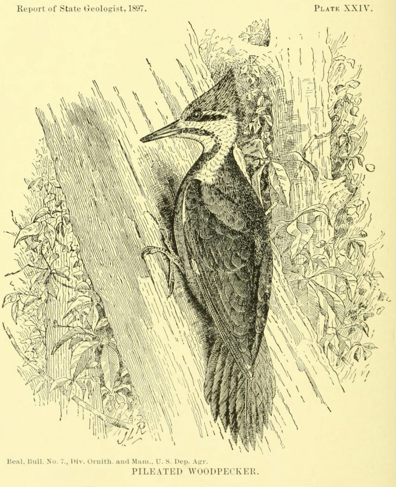 pileated woodpecker (Dryocopus pileatus); DISPLAY FULL IMAGE.