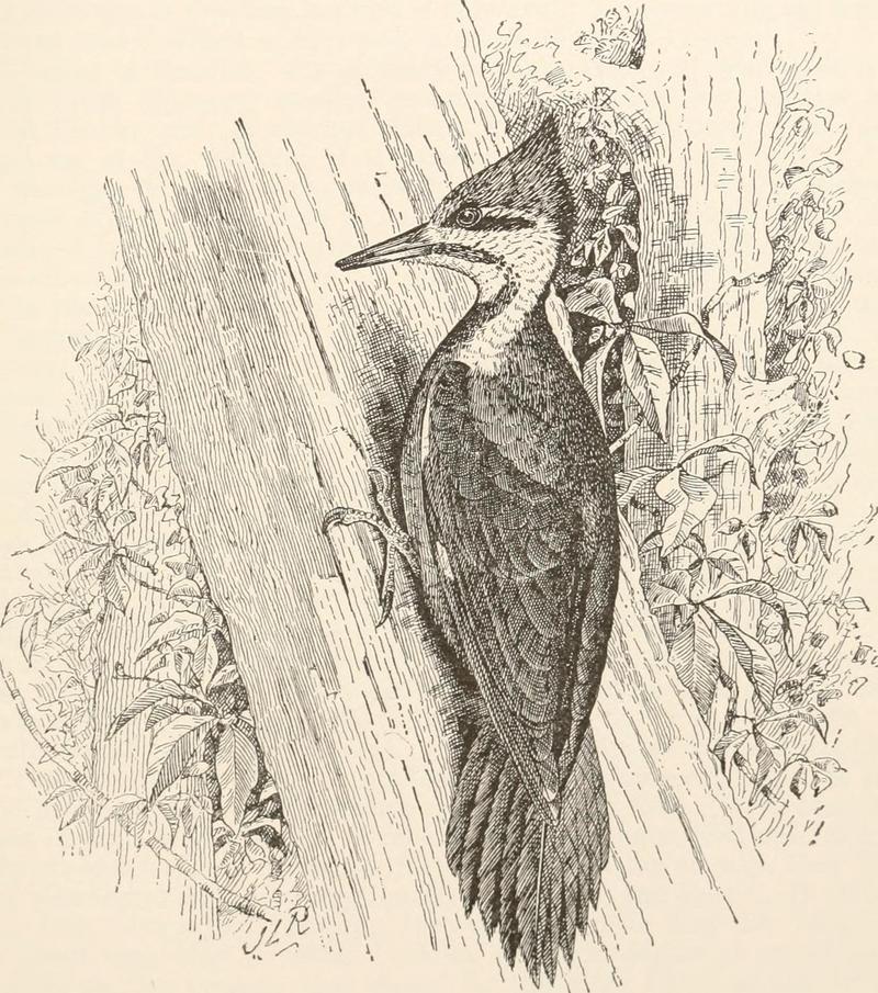 pileated woodpecker (Dryocopus pileatus); DISPLAY FULL IMAGE.