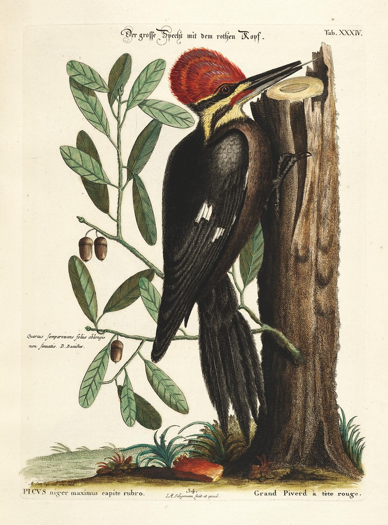 pileated woodpecker (Dryocopus pileatus); DISPLAY FULL IMAGE.