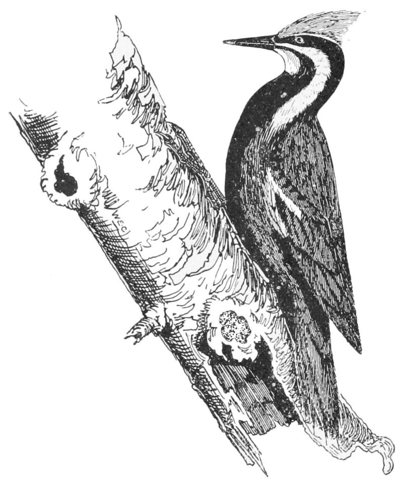 pileated woodpecker (Dryocopus pileatus); DISPLAY FULL IMAGE.