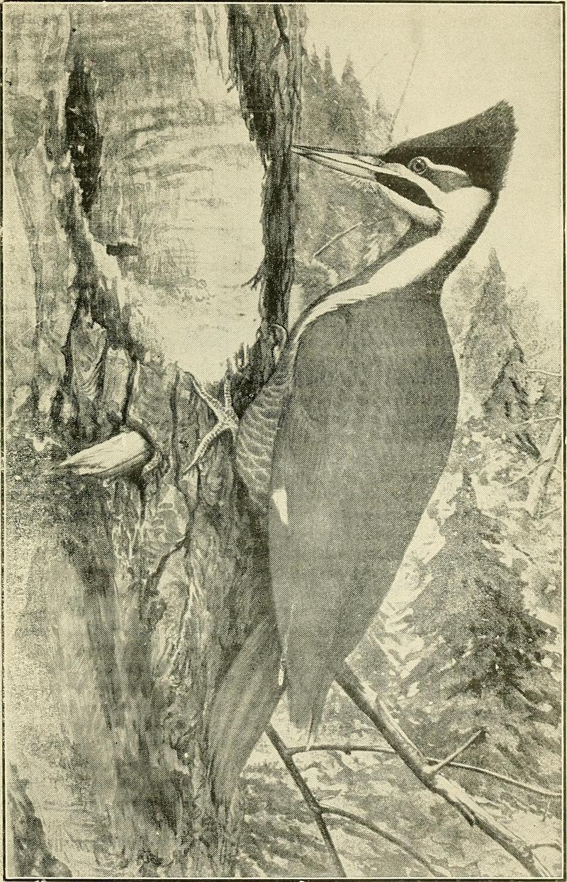 pileated woodpecker (Dryocopus pileatus); DISPLAY FULL IMAGE.