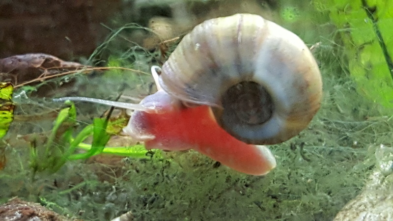 great ramshorn snail (Planorbarius corneus); DISPLAY FULL IMAGE.