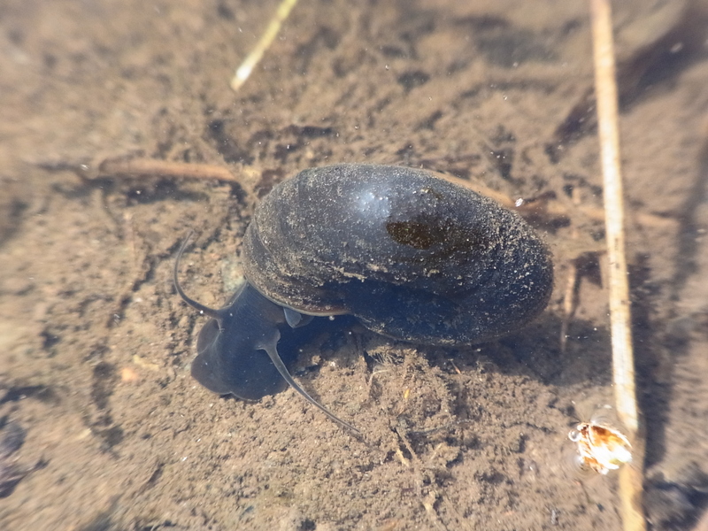 great ramshorn snail (Planorbarius corneus); DISPLAY FULL IMAGE.