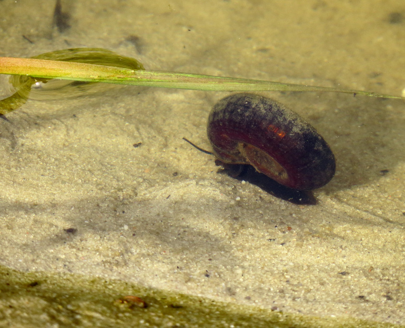 great ramshorn snail (Planorbarius corneus); DISPLAY FULL IMAGE.