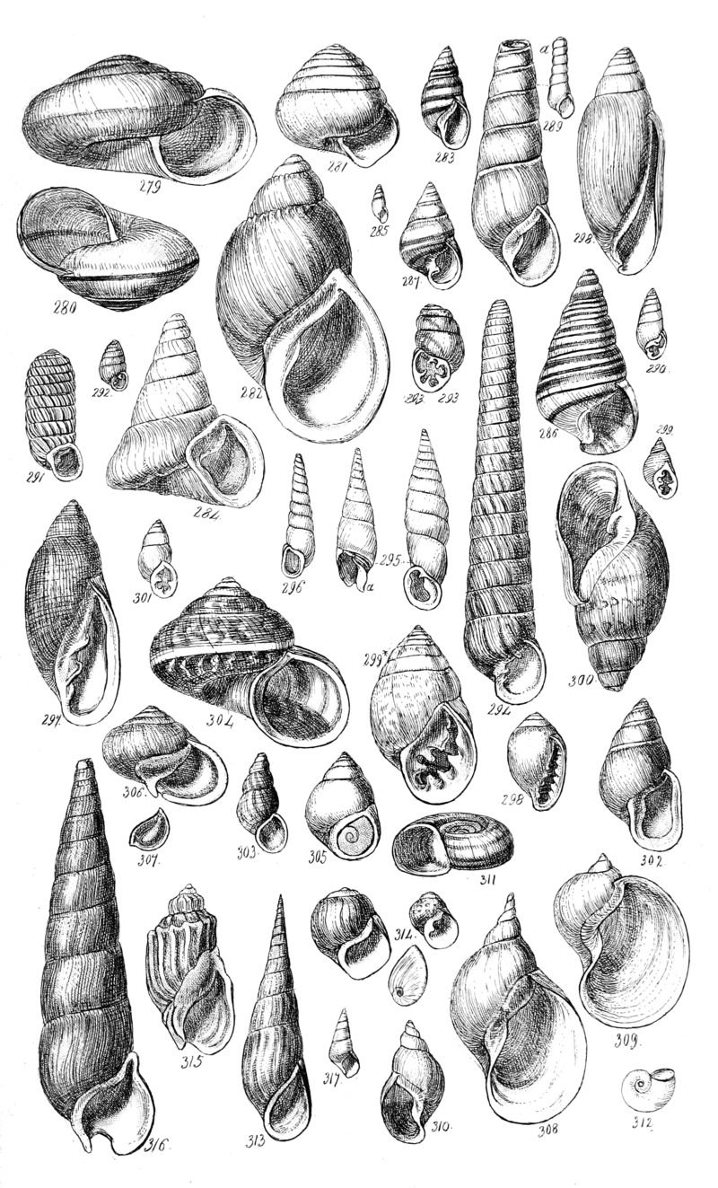 A Conchological Manual Plate 14; DISPLAY FULL IMAGE.