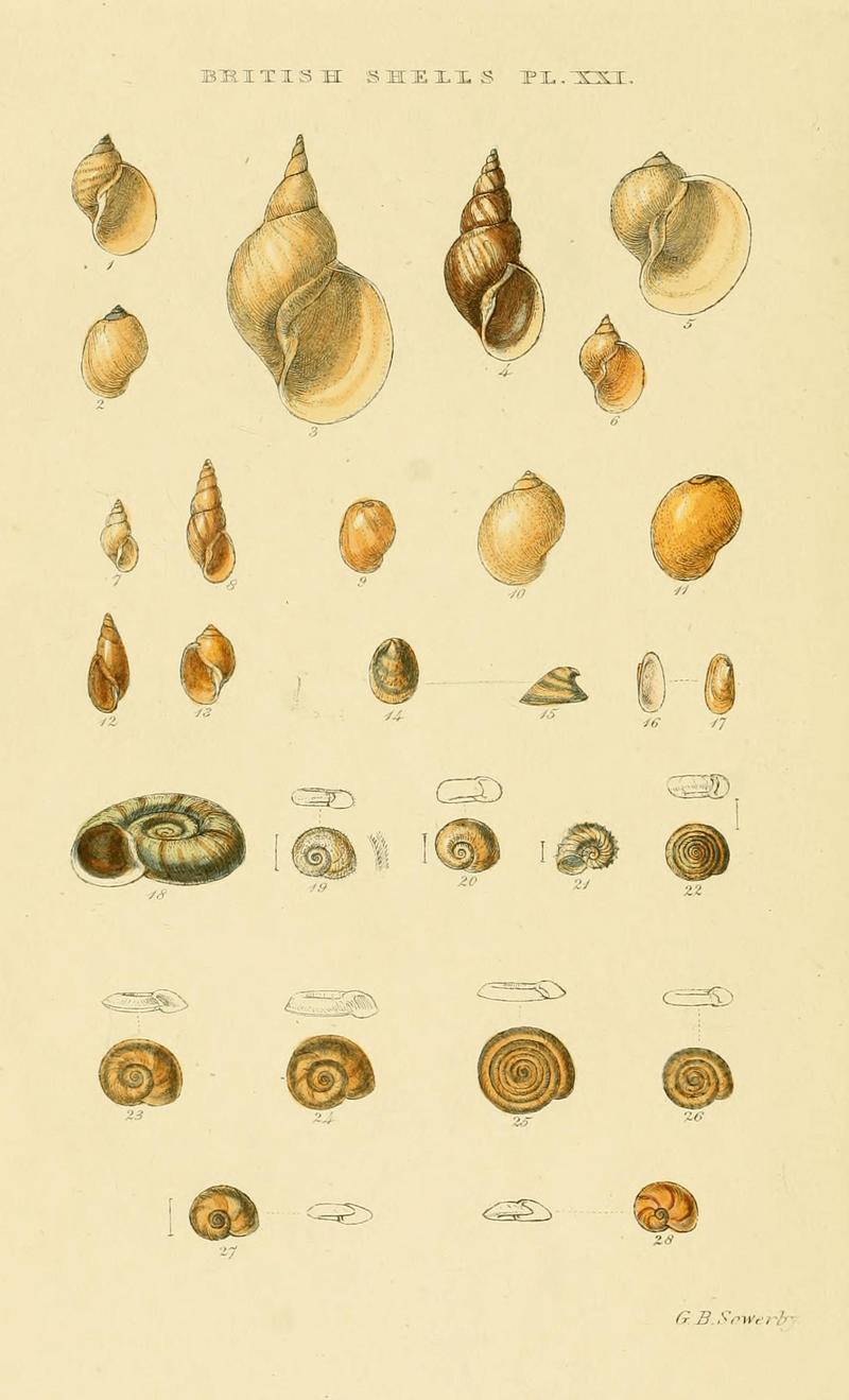Illustrated Index of British Shells. Plate XXI.; DISPLAY FULL IMAGE.