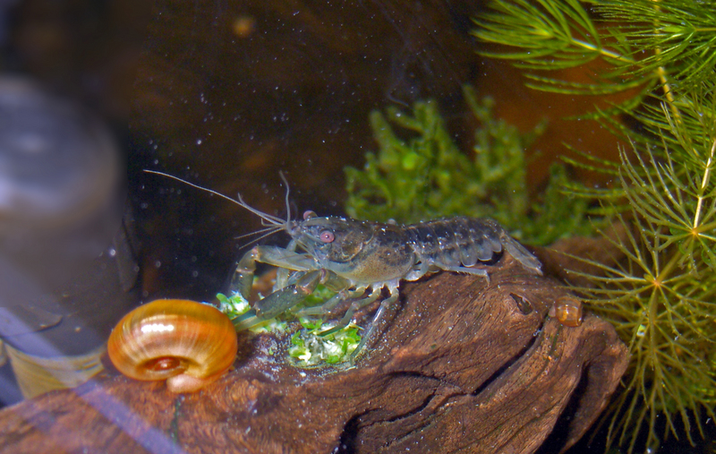 great ramshorn snail (Planorbarius corneus), Mexican dwarf crayfish (Cambarellus patzcuarensis); DISPLAY FULL IMAGE.