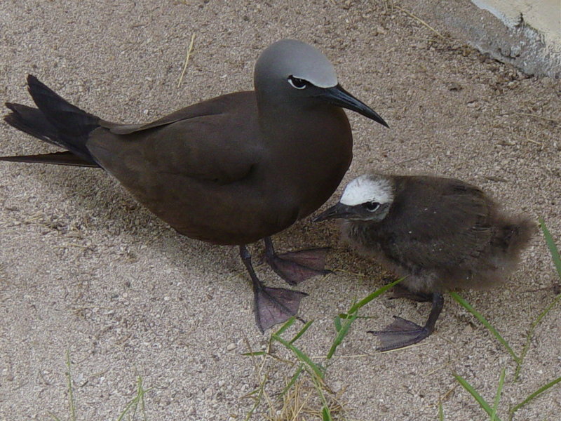 brown noddy, common noddy (Anous stolidus); DISPLAY FULL IMAGE.