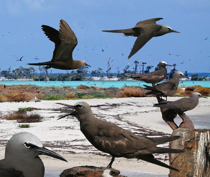 brown noddy, common noddy (Anous stolidus); DISPLAY FULL IMAGE.