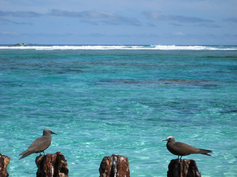 brown noddy, common noddy (Anous stolidus); DISPLAY FULL IMAGE.