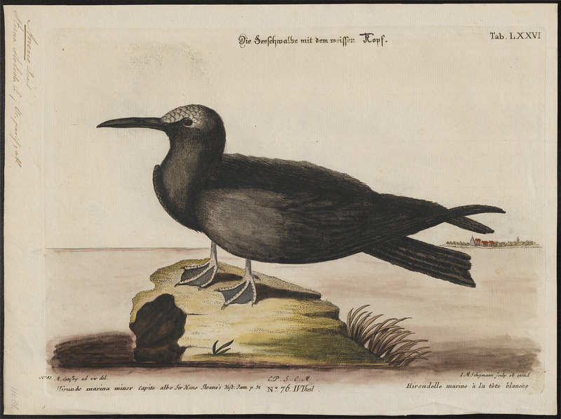 brown noddy, common noddy (Anous stolidus); DISPLAY FULL IMAGE.