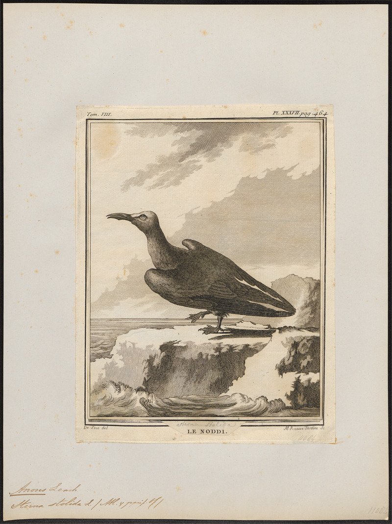brown noddy, common noddy (Anous stolidus); DISPLAY FULL IMAGE.